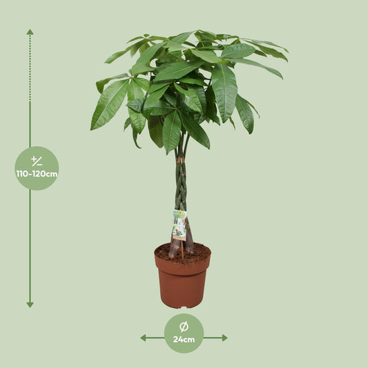 Afmetingen van de Pachira aquatica geldboom voor indirect licht of halfschaduw - deze plant is 120 cm hoog en 24 cm breed.