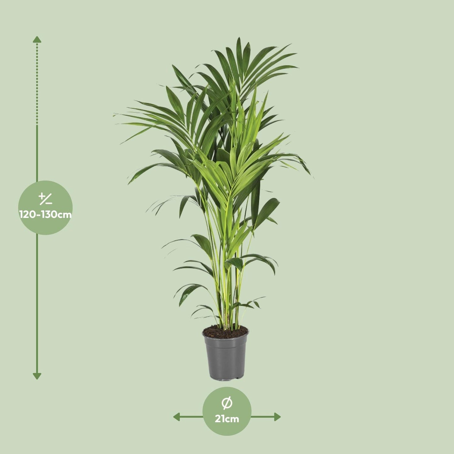 Afmetingen van de Howea forsteriana Kentiapalm voor indirect licht of halfschaduw - deze plant is 130 cm hoog en 21 cm breed.