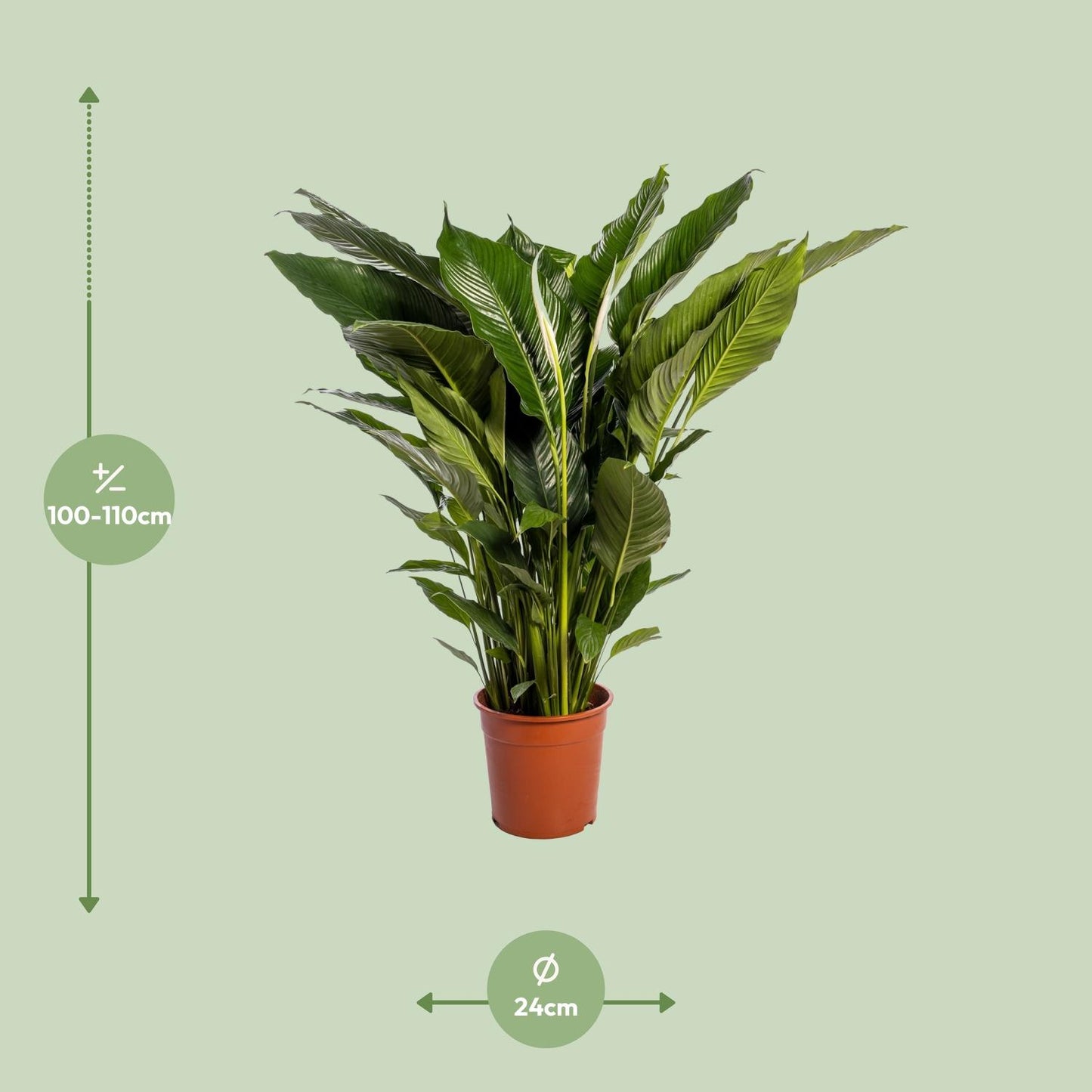 Afmetingen en maattabel van de grote Spathiphyllum Sweet Sebastiano lepelplant - hoogte 110cm en potmaat Ø24cm.