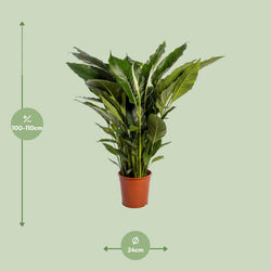 Afmetingen en maattabel van de grote Spathiphyllum Sweet Sebastiano lepelplant - hoogte 110cm en potmaat Ø24cm.