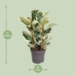 Afmetingen van de Ficus elastica rubberboom voor indirect licht - deze plant is 100 cm hoog en de pot is 27 cm breed.