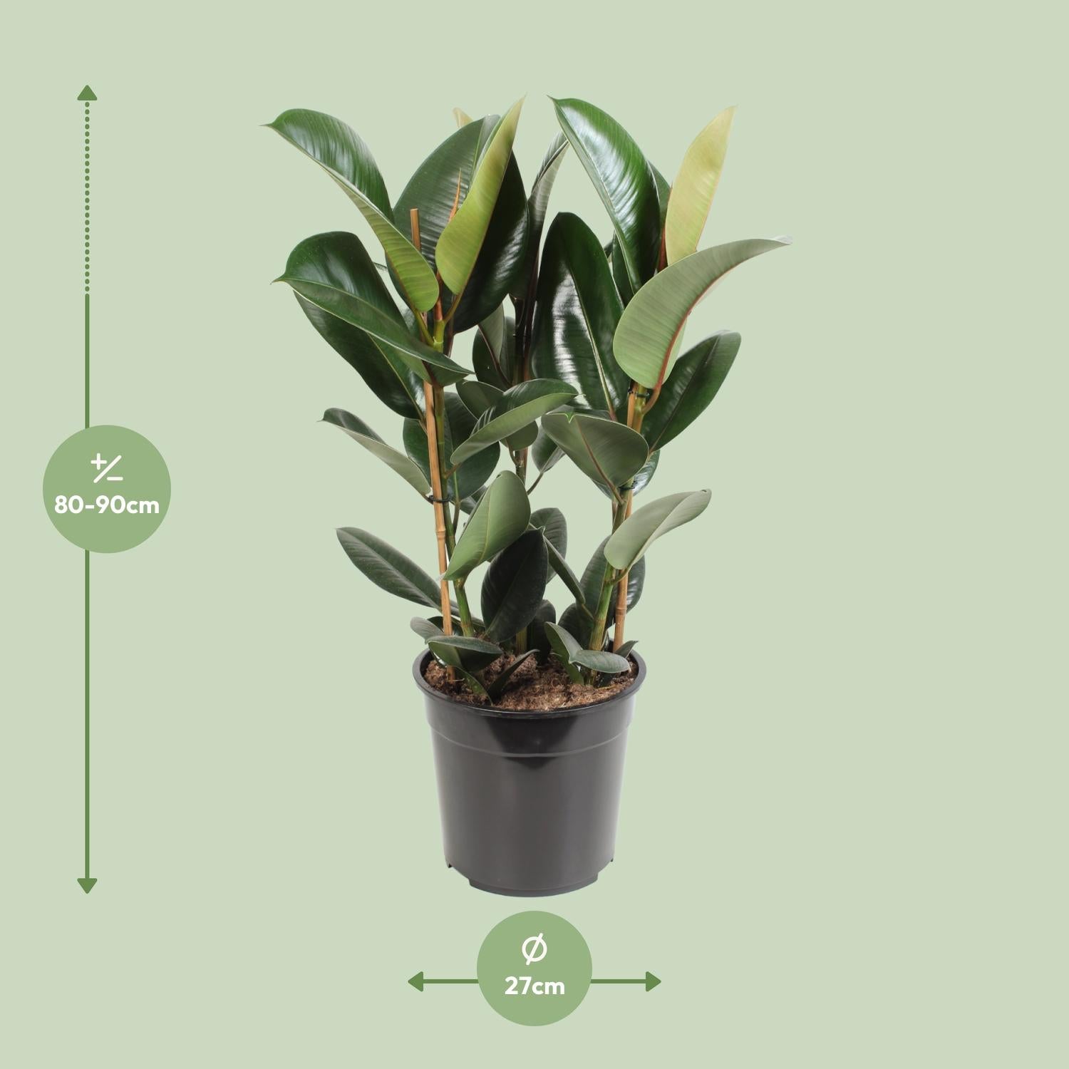 Afmetingen van de Ficus elastica Robusta rubberplant voor indirect licht - deze plant is 90 cm hoog en 27 cm breed.