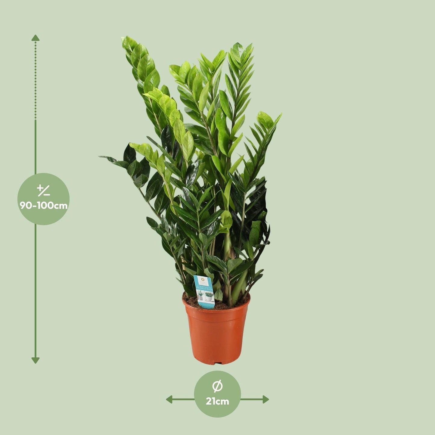 Afmetingen van de Zamioculcas zamiifolia schaduwplant voor een donkere hoek - deze plant is 100 cm hoog en 21 cm breed.