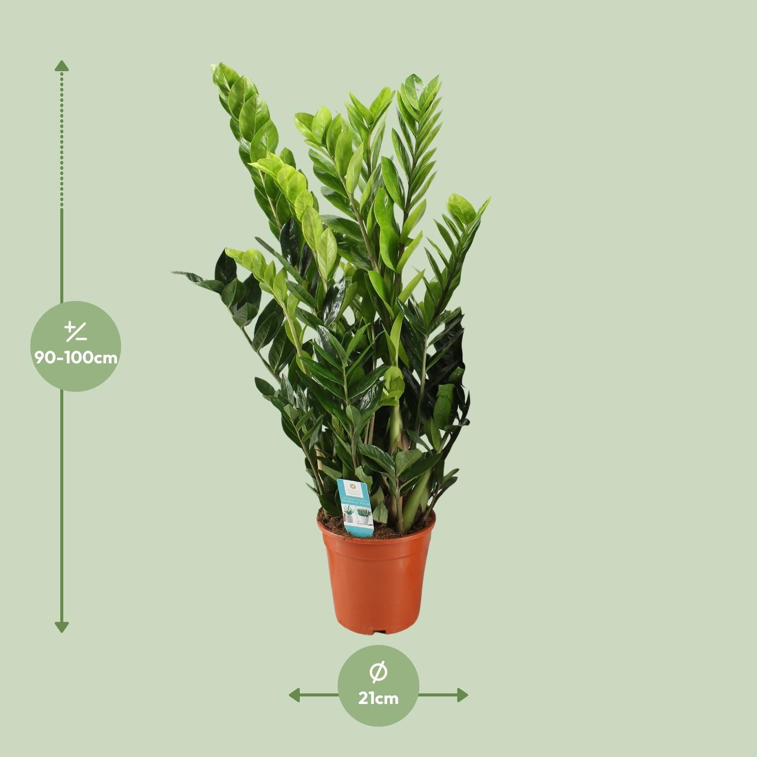 Afmetingen van de Zamioculcas zamiifolia schaduwplant voor een donkere hoek - deze plant is 100 cm hoog en 21 cm breed.