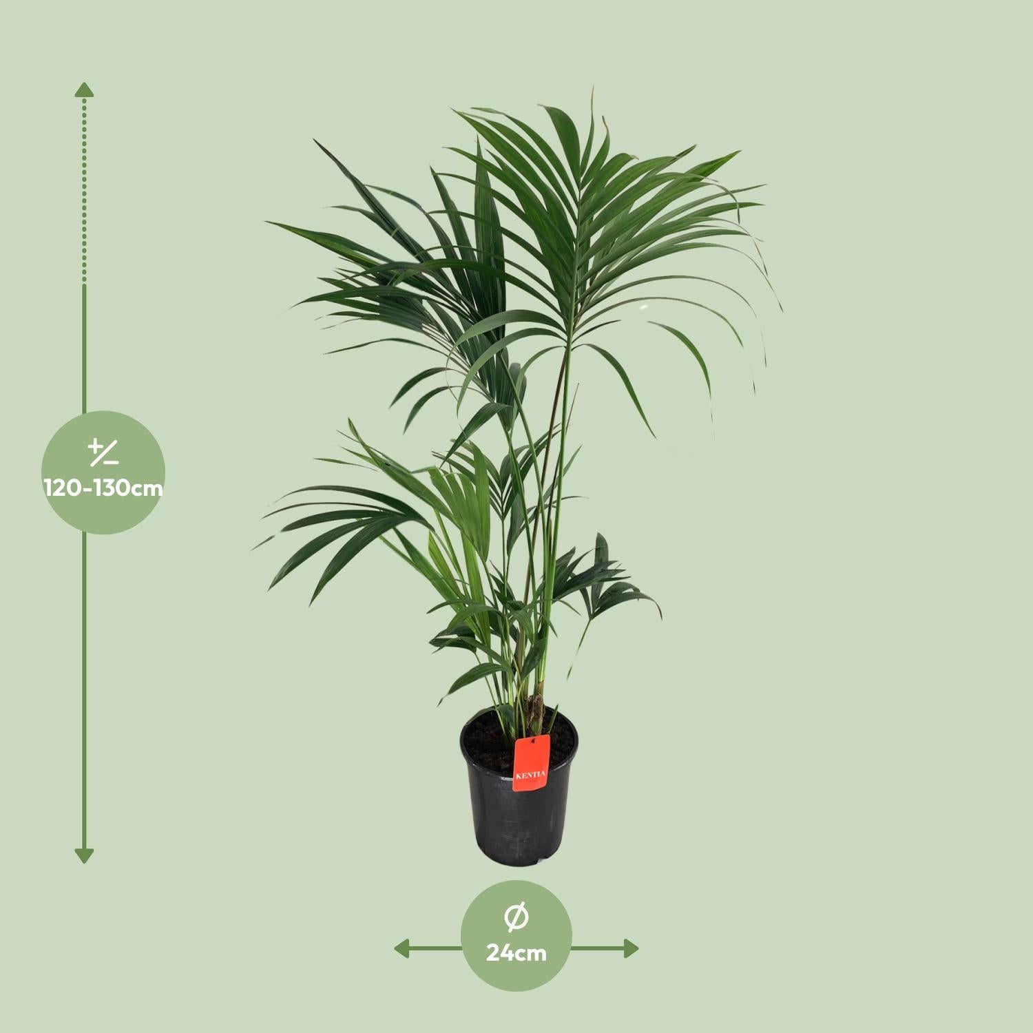 Afmetingen en maattabel van de grote Howea forsteriana Kentia Palm - hoogte 130cm en grote potmaat Ø30cm.