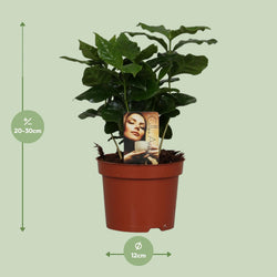 Afmetingen van de Coffea arabica koffieplant voor indirect licht - deze plant is 25 cm hoog en 12 cm breed.
