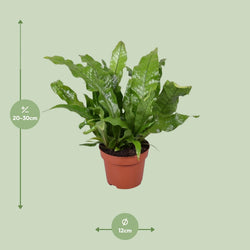 Afmetingen van de Krokodillenvaren plant voor halfschaduw of schaduw - hoogte 30cm en potmaat Ø12cm.