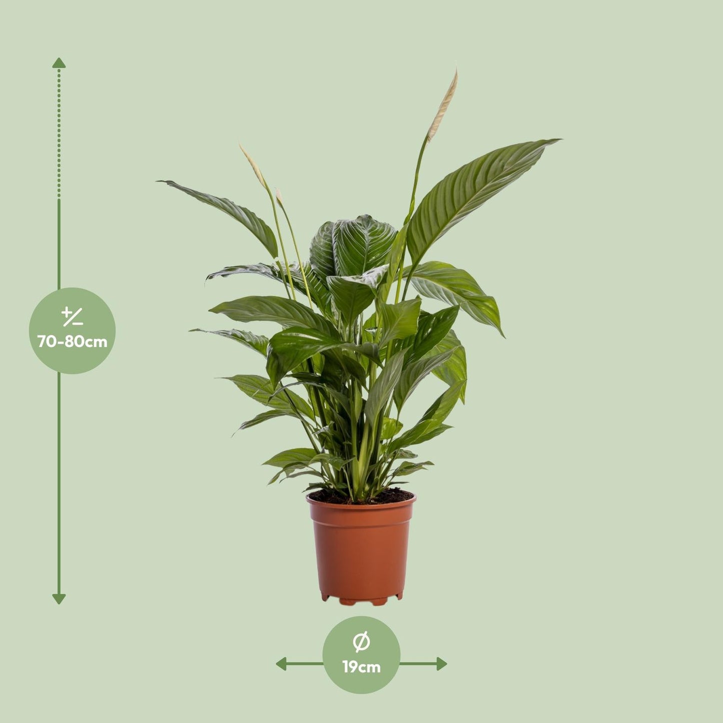 Afmetingen en maattabel van de Spathiphyllum Bingo Peace Lily - hoogte 80cm en potmaat Ø19cm.