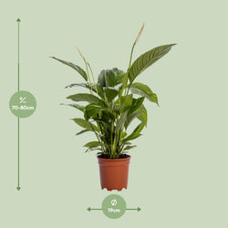 Afmetingen en maattabel van de Spathiphyllum Bingo Peace Lily - hoogte 80cm en potmaat Ø19cm.