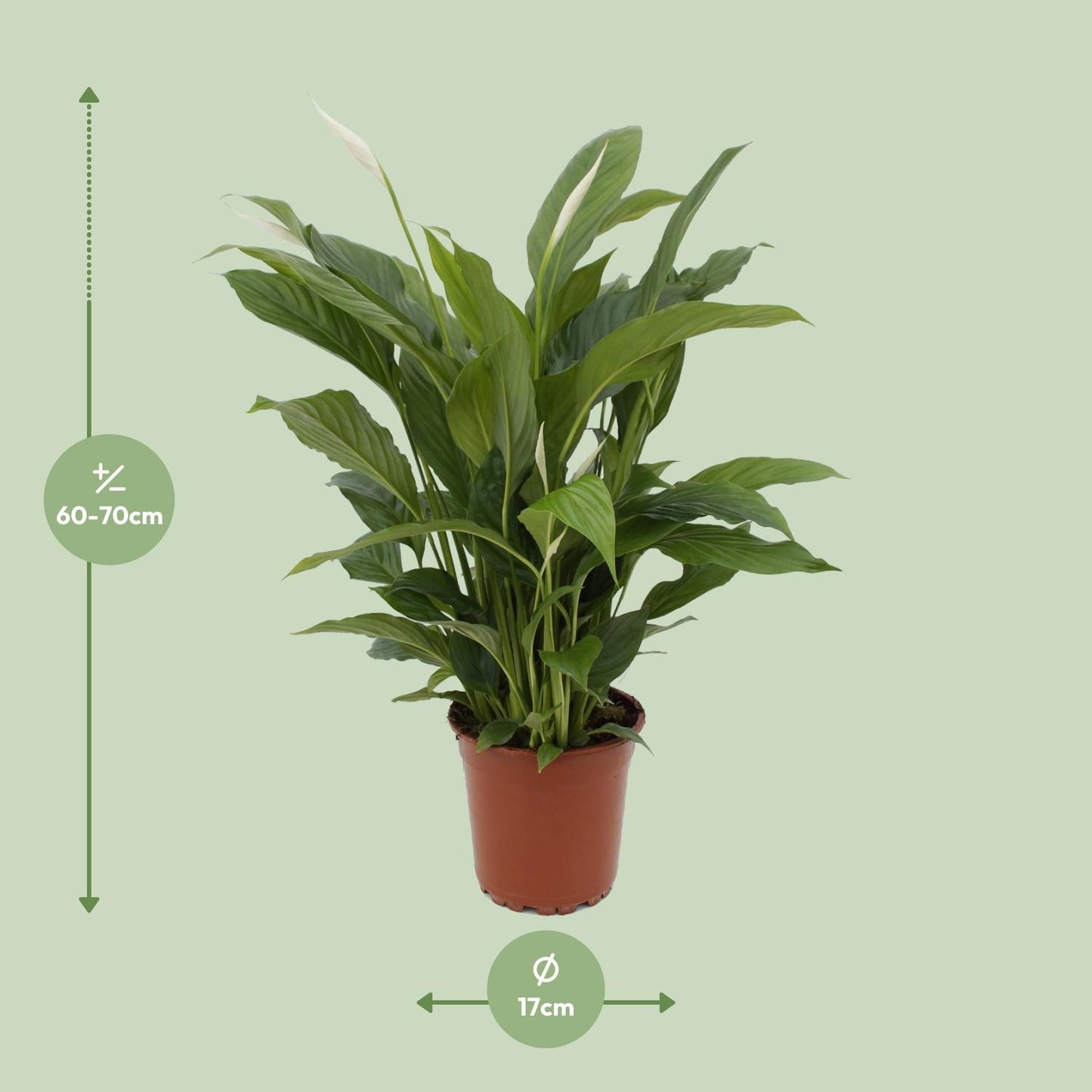 Afmetingen van de Spathiphyllum lepelplant met witte bloemen - deze plant is 65 cm hoog en 17 cm breed.