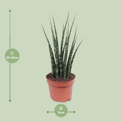 Afmetingen van de Sansevieria fernwood Mikado vrouwentong als sterke schaduwplant - deze plant is 40 cm hoog en 12 cm breed.