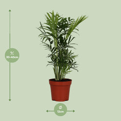 Afmetingen van de Chamaedorea elegans dwergpalm voor indirect licht of schaduw - deze plant is 40 cm hoog en 12 cm breed.