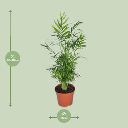 Afmetingen van de Chamaedorea elegans dwergpalm voor indirect licht of schaduw - deze plant is 70 cm hoog en 17 cm breed.
