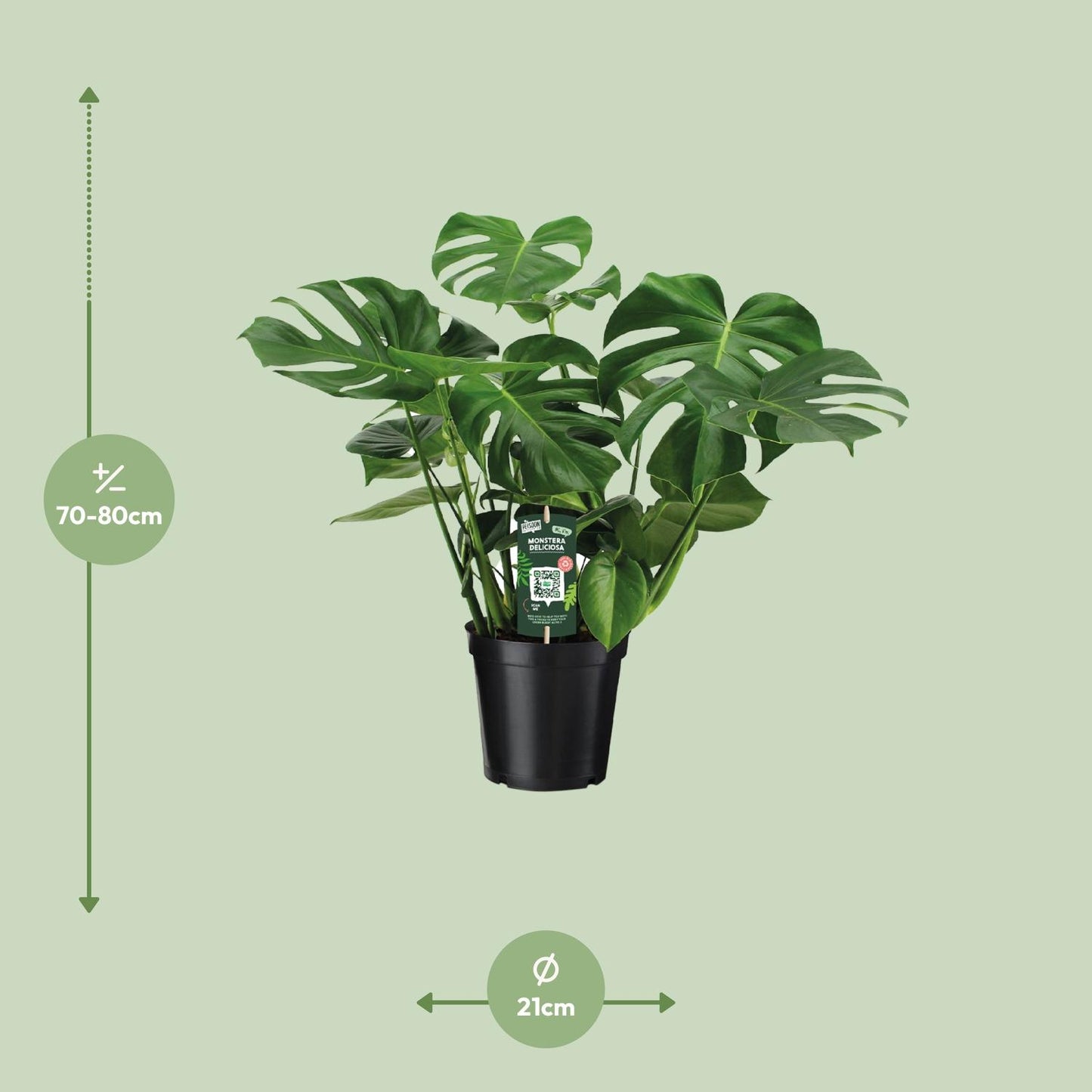 Afmetingen van de Monstera deliciosa gatenplant - deze plant is 80 cm hoog en 21 cm breed.