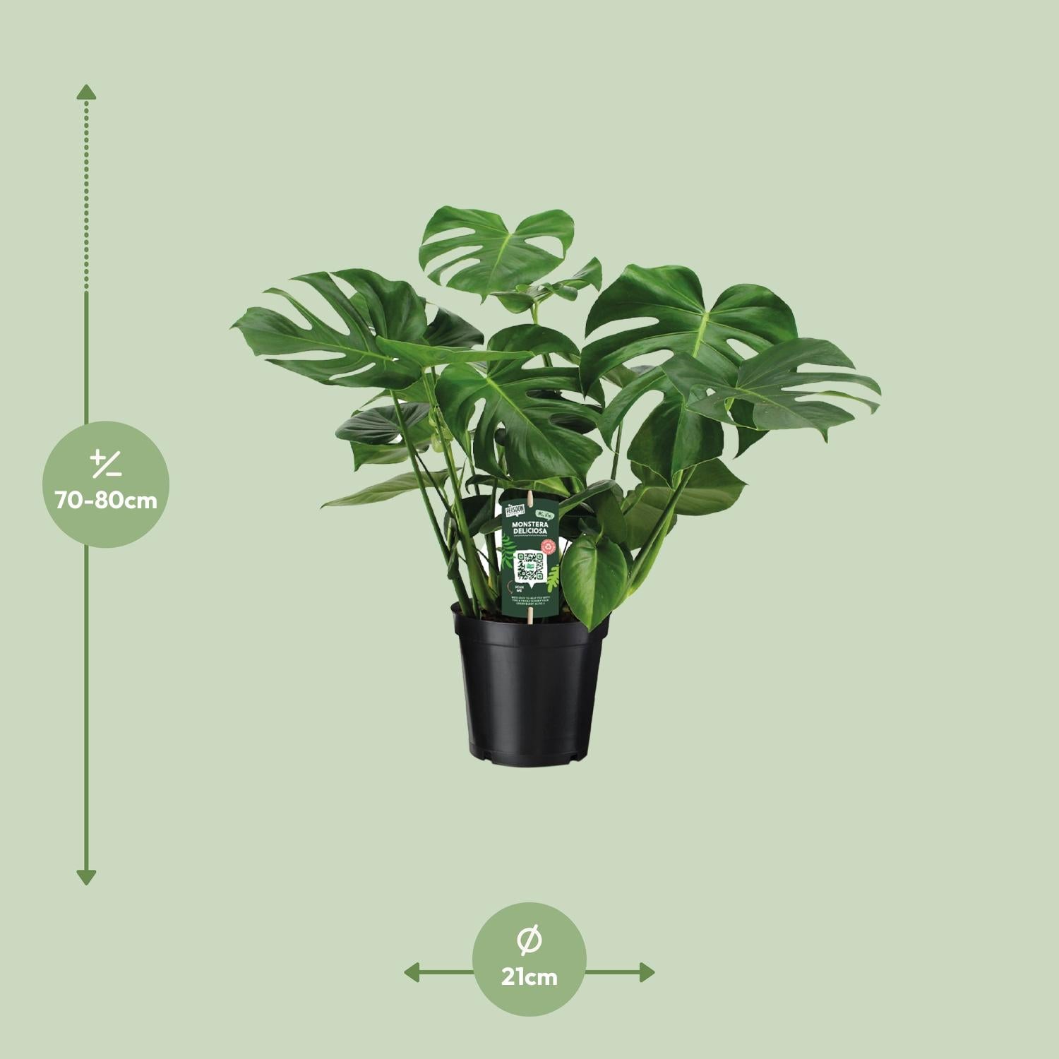 Afmetingen van de Monstera deliciosa gatenplant - deze plant is 80 cm hoog en 21 cm breed.