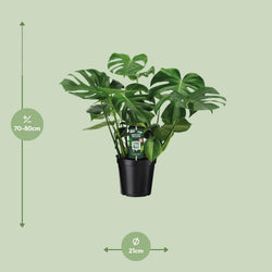 Afmetingen van de Monstera deliciosa gatenplant - deze plant is 80 cm hoog en 21 cm breed.