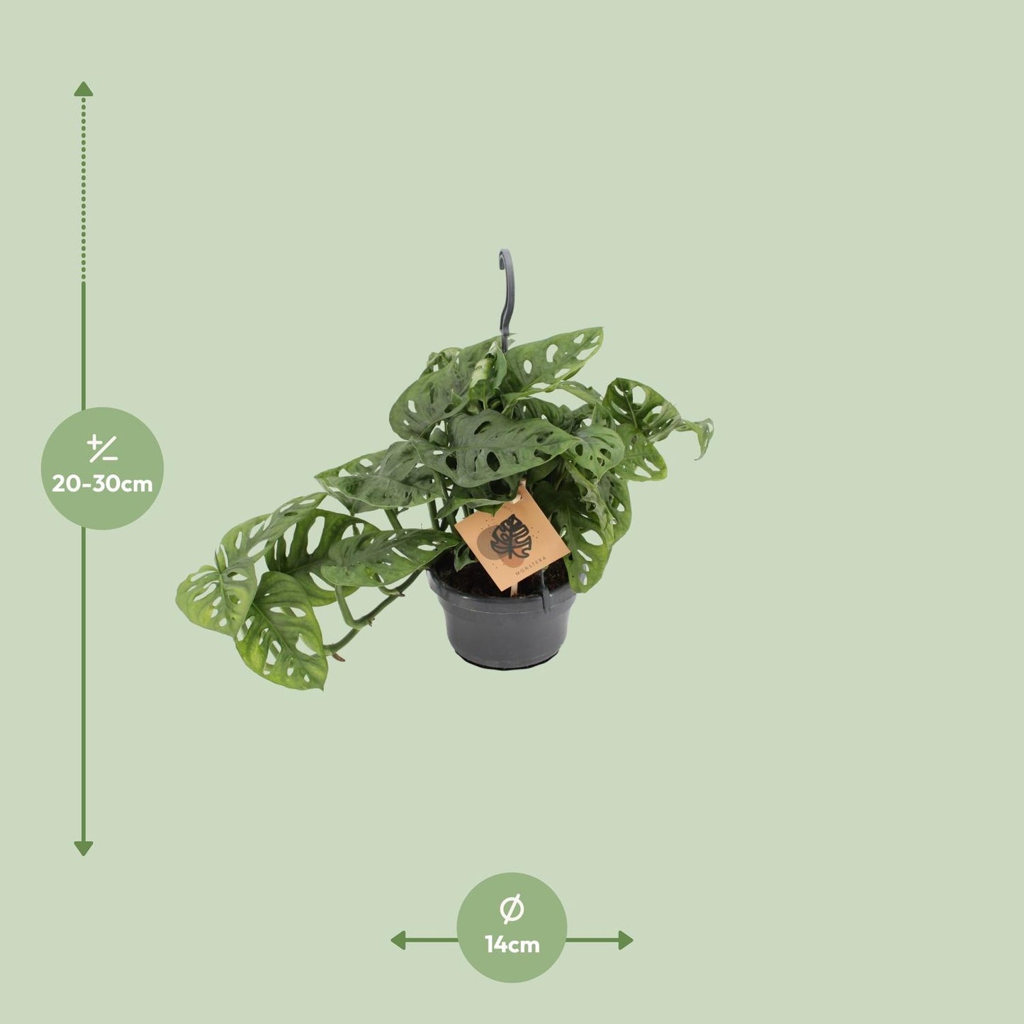 Afmetingen van het Monstera adansonii Monkey Leaf hangplantje voor halfschaduw - deze plant is 30 cm hoog en 14 cm breed.