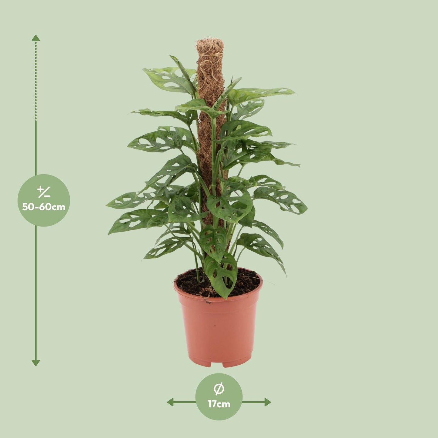 Afmetingen van de Monstera adansonii Monkey Leaf klimplant op mosstok voor indirect licht - deze plant is 60 cm hoog en 17 cm breed.