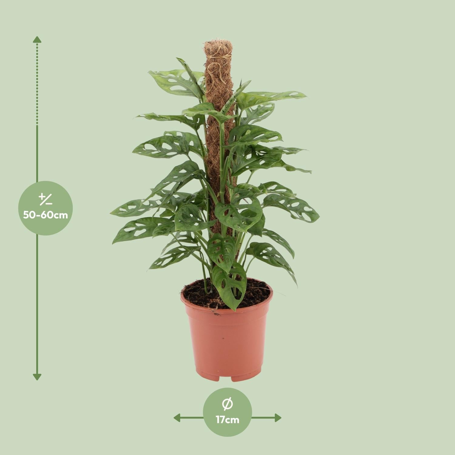 Afmetingen van de Monstera adansonii Monkey Leaf klimplant op mosstok voor indirect licht - deze plant is 60 cm hoog en 17 cm breed.