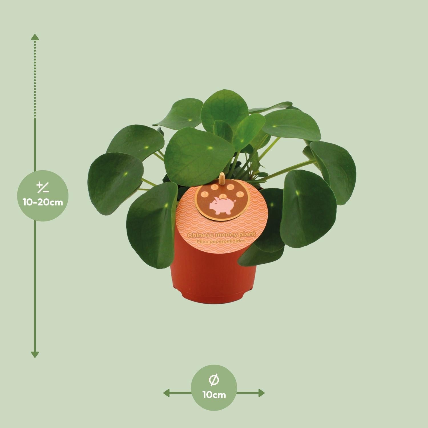 Afmetingen van de Pilea peperomioides pannenkoekplant voor indirect licht - deze plant is 15 cm hoog en 11 cm breed.