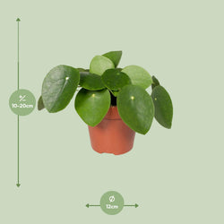 Afmetingen van de Pilea pannenkoekplant voor indirect licht of halfschaduw - hoogte 20cm en potmaat Ø12cm.