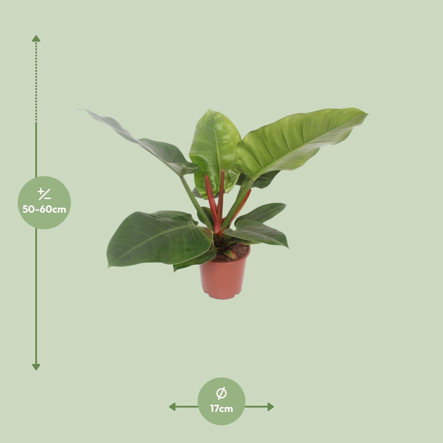 Afmetingen van de Philodendron Imperial Green plant voor indirect licht of halfschaduw - deze plant is 60 cm hoog en 17 cm breed.