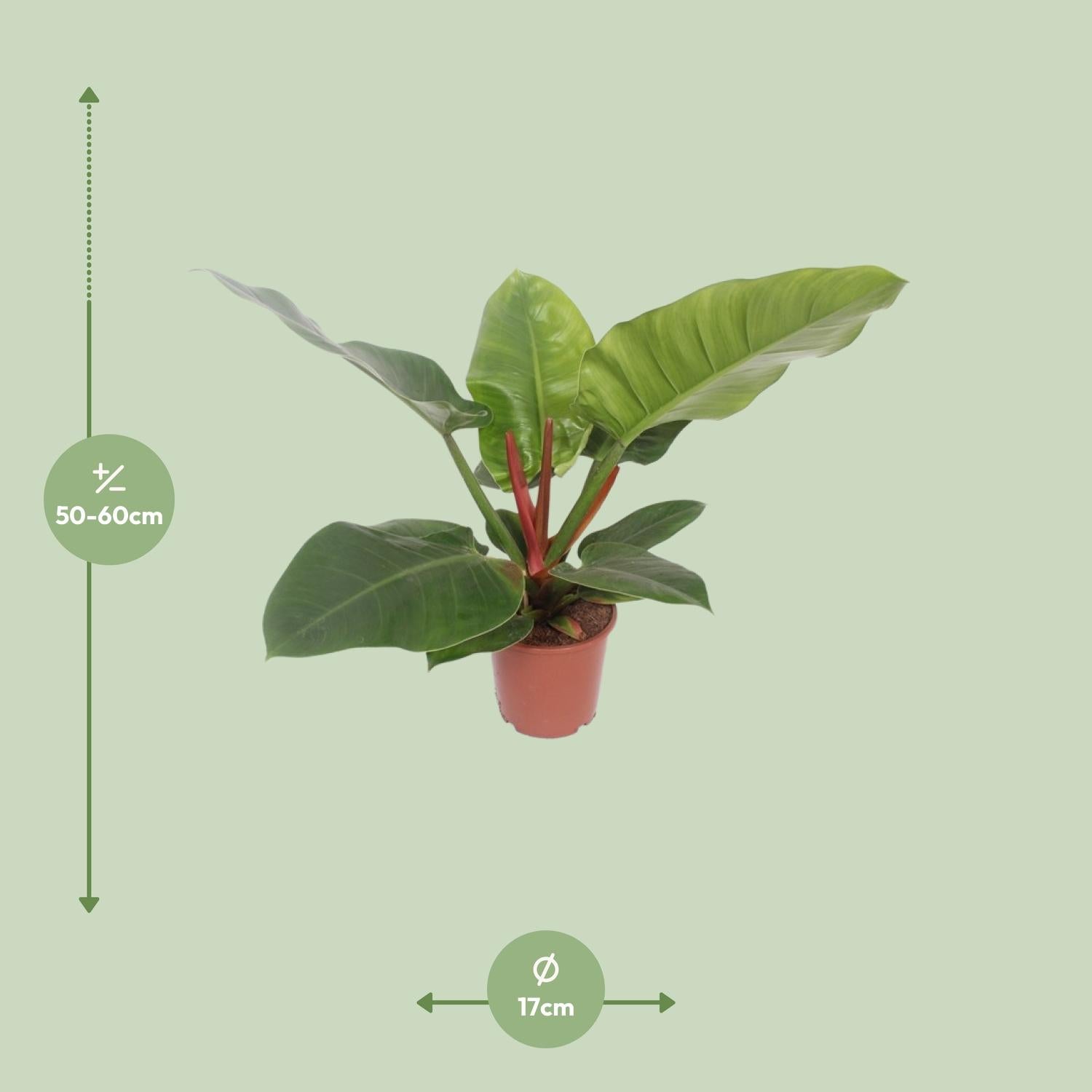 Afmetingen van de Philodendron Imperial Green plant voor indirect licht of halfschaduw - deze plant is 60 cm hoog en 17 cm breed.