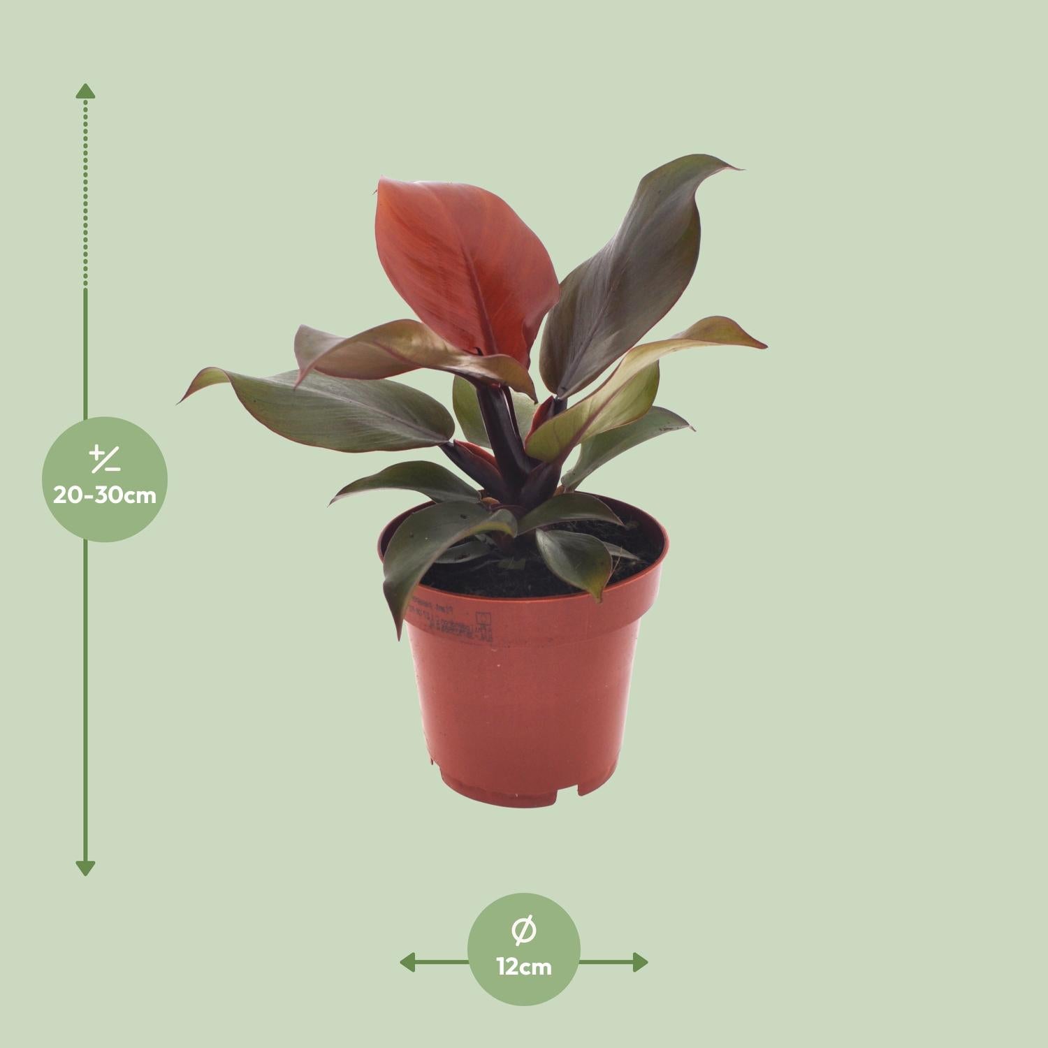 Afmetingen van de Philodendron Imperial Red plant voor indirect licht of halfschaduw - deze plant is 25 cm hoog en 12 cm breed.