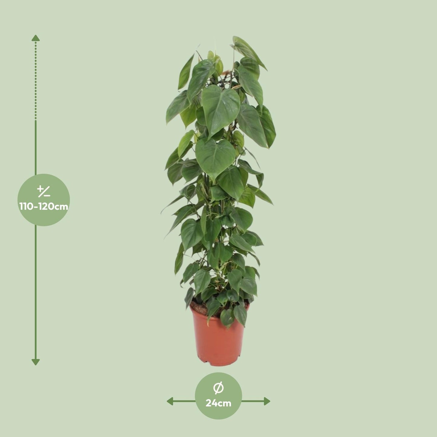 Afmetingen van de Philodendron scandens klimplant op mosstok voor indirect licht of halfschaduw - deze plant is 120 cm hoog en 24 cm breed.