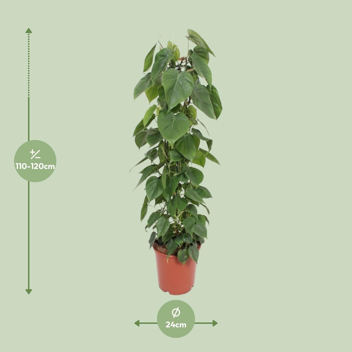 Afmetingen van de Philodendron scandens klimplant op mosstok voor indirect licht of halfschaduw - deze plant is 120 cm hoog en 24 cm breed.