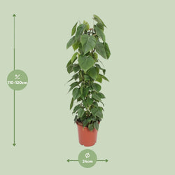 Afmetingen van de Philodendron scandens klimplant op mosstok voor indirect licht of halfschaduw - deze plant is 120 cm hoog en 24 cm breed.