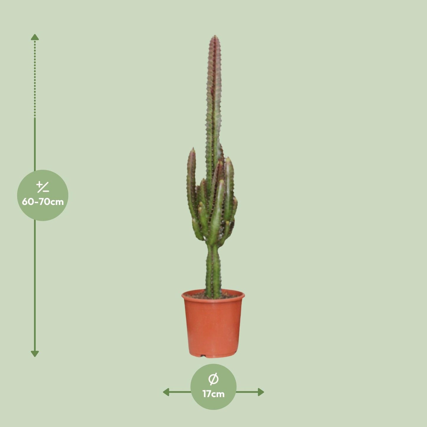 Afmetingen van de rode Euphorbia Rubra cactus voor volle zon of indirect licht - hoogte 70cm en potmaat Ø17cm.