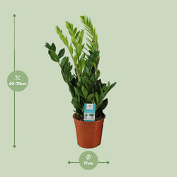 Afmetingen van de Zamioculcas zamiifolia schaduwplant voor een donkere hoek - deze plant is 70 cm hoog en 17 cm breed.