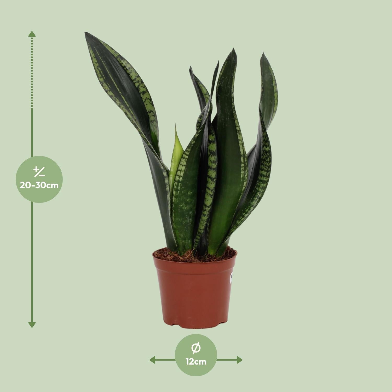 Afmetingen van de Sansevieria Whitney plant voor schaduw of indirect licht - deze plant is 30 cm hoog en 12 cm breed.