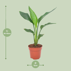 Afmetingen van de Strelitzia reginae paradijsvogelplant voor de volle zon - deze plant is 40 cm hoog en 12 cm breed.