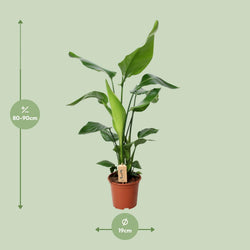 Afmetingen van de Strelitzia nicolai paradijsvogelplant voor veel indirect licht - deze plant is 90 cm hoog en 19 cm breed.