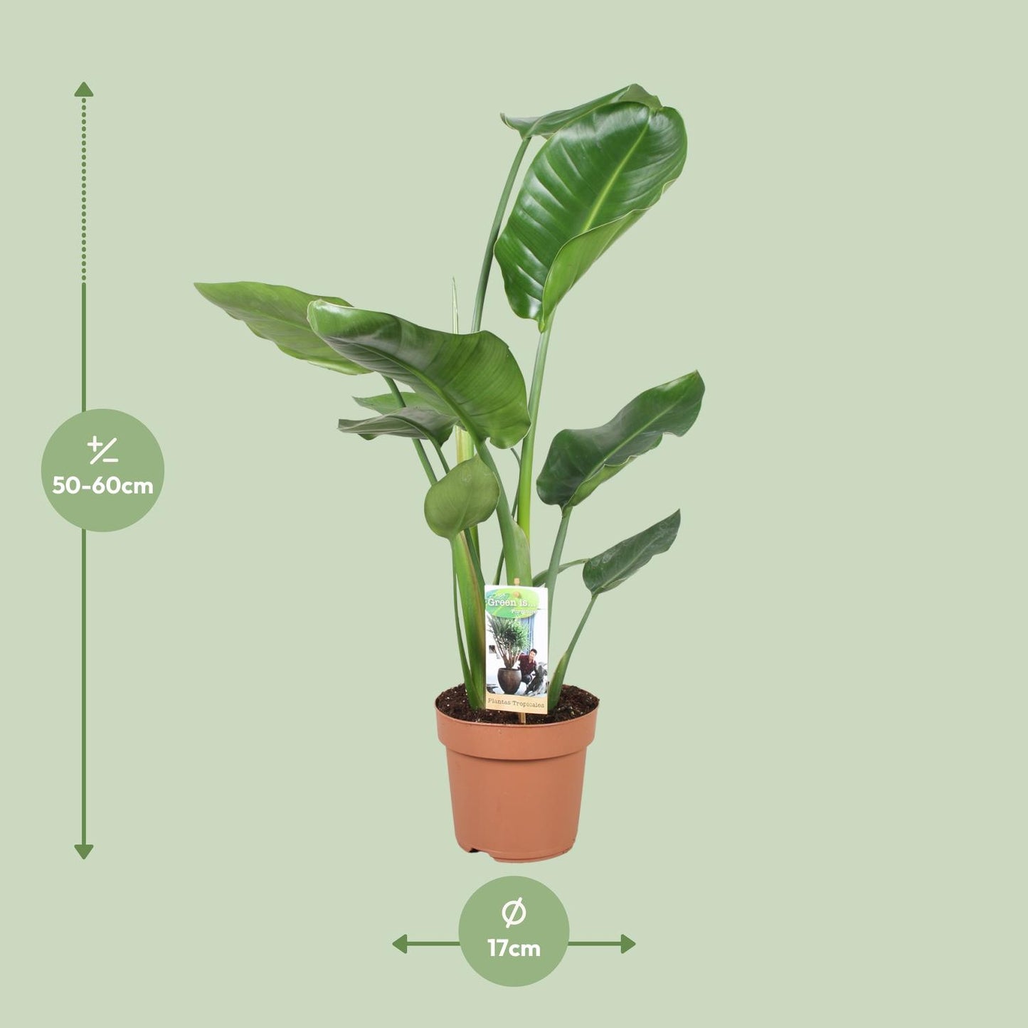 Afmetingen van de Strelitzia nicolai plant voor volle zon of indirect licht - hoogte 60cm en potmaat Ø17cm.