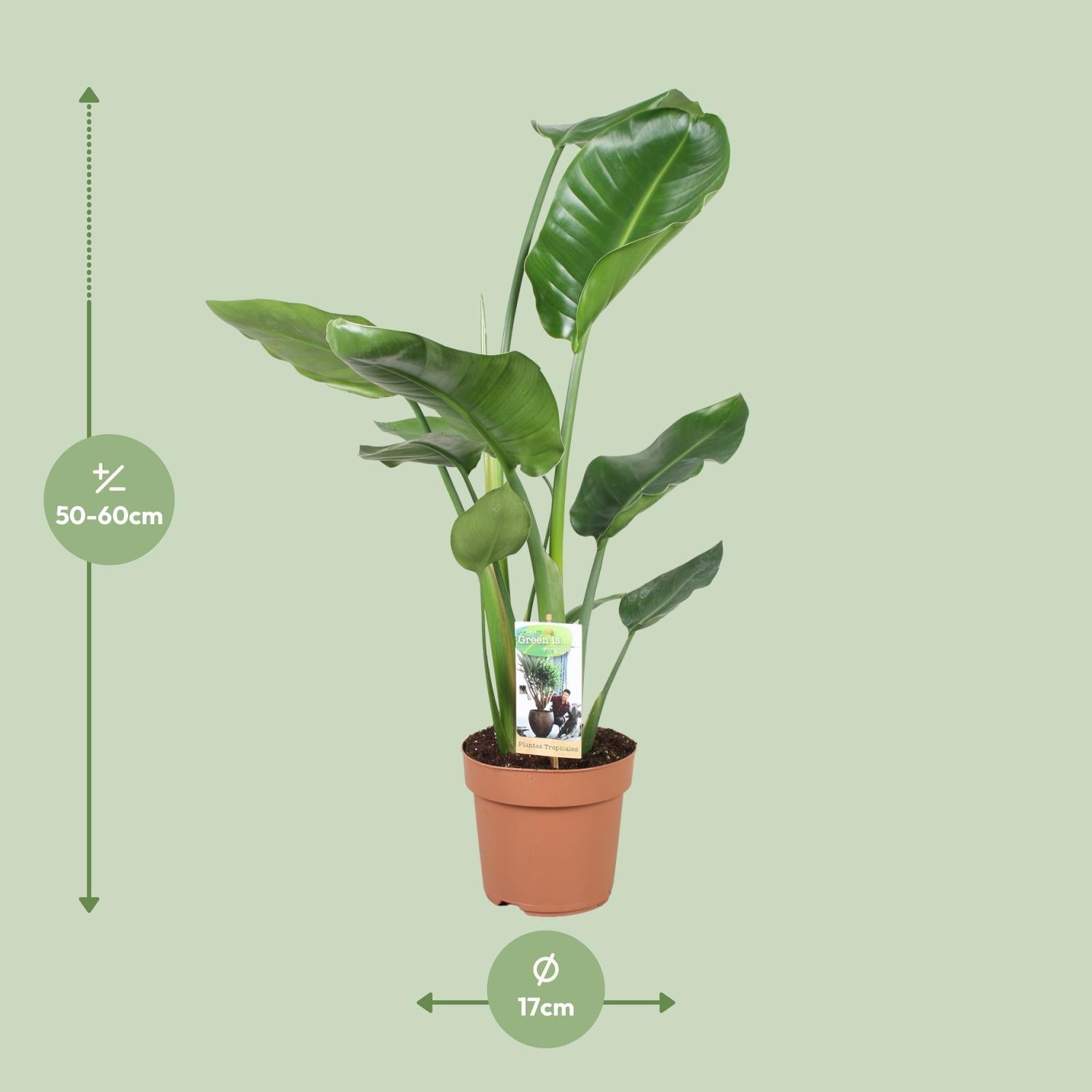 Afmetingen van de Strelitzia nicolai plant voor volle zon of indirect licht - hoogte 60cm en potmaat Ø17cm.