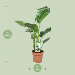 Afmetingen van de Strelitzia nicolai plant voor volle zon of indirect licht - hoogte 60cm en potmaat Ø17cm.