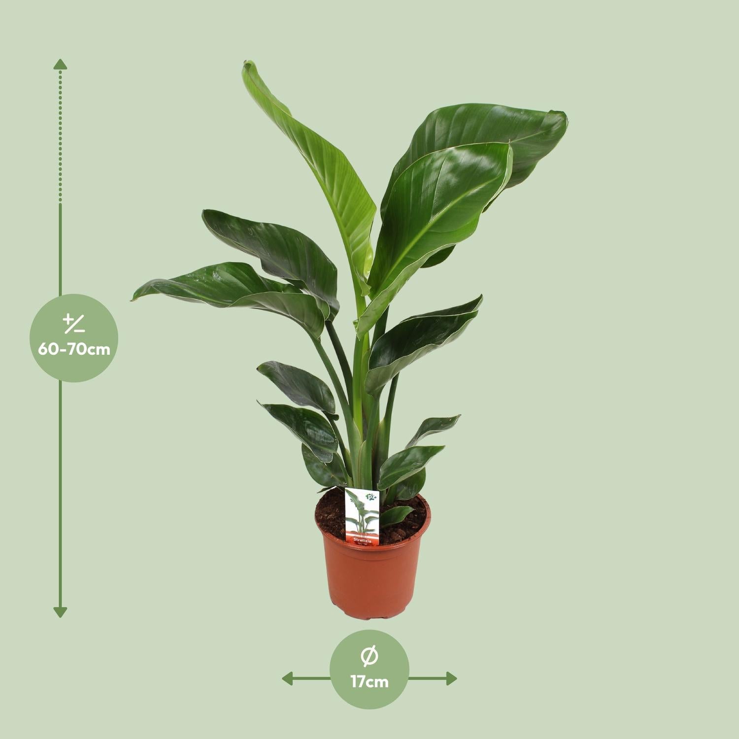 Afmetingen van de Strelitzia paradijsvogelplant voor de huiskamer - deze plant is 70 cm hoog en 17 cm breed.