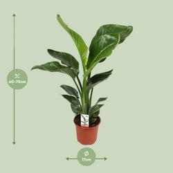 Afmetingen van de Strelitzia paradijsvogelplant voor de huiskamer - deze plant is 70 cm hoog en 17 cm breed.
