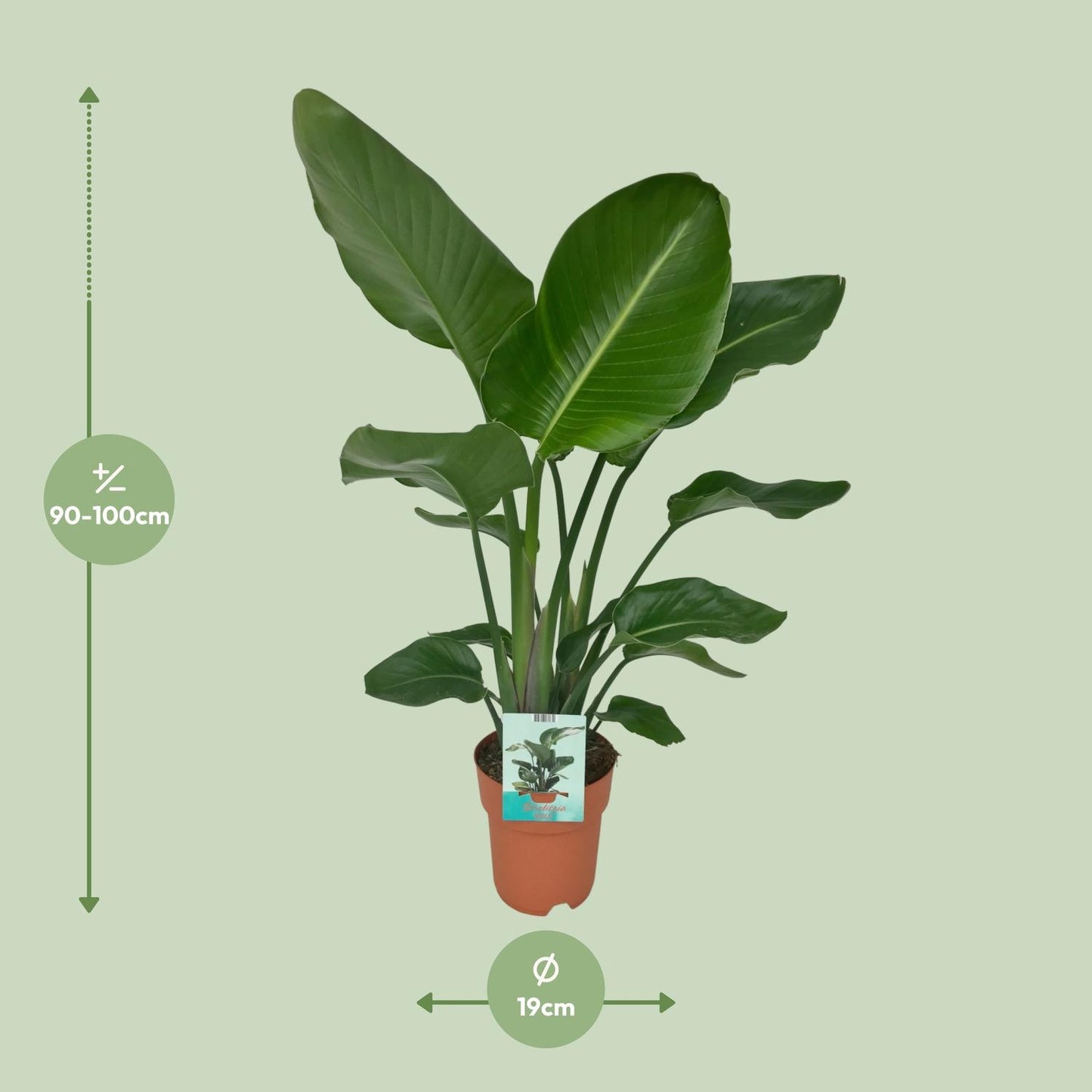 Afmetingen van de volle Strelitzia nicolai paradijsvogelplant voor een lichte plek - deze plant is 90 cm hoog en 19 cm breed.