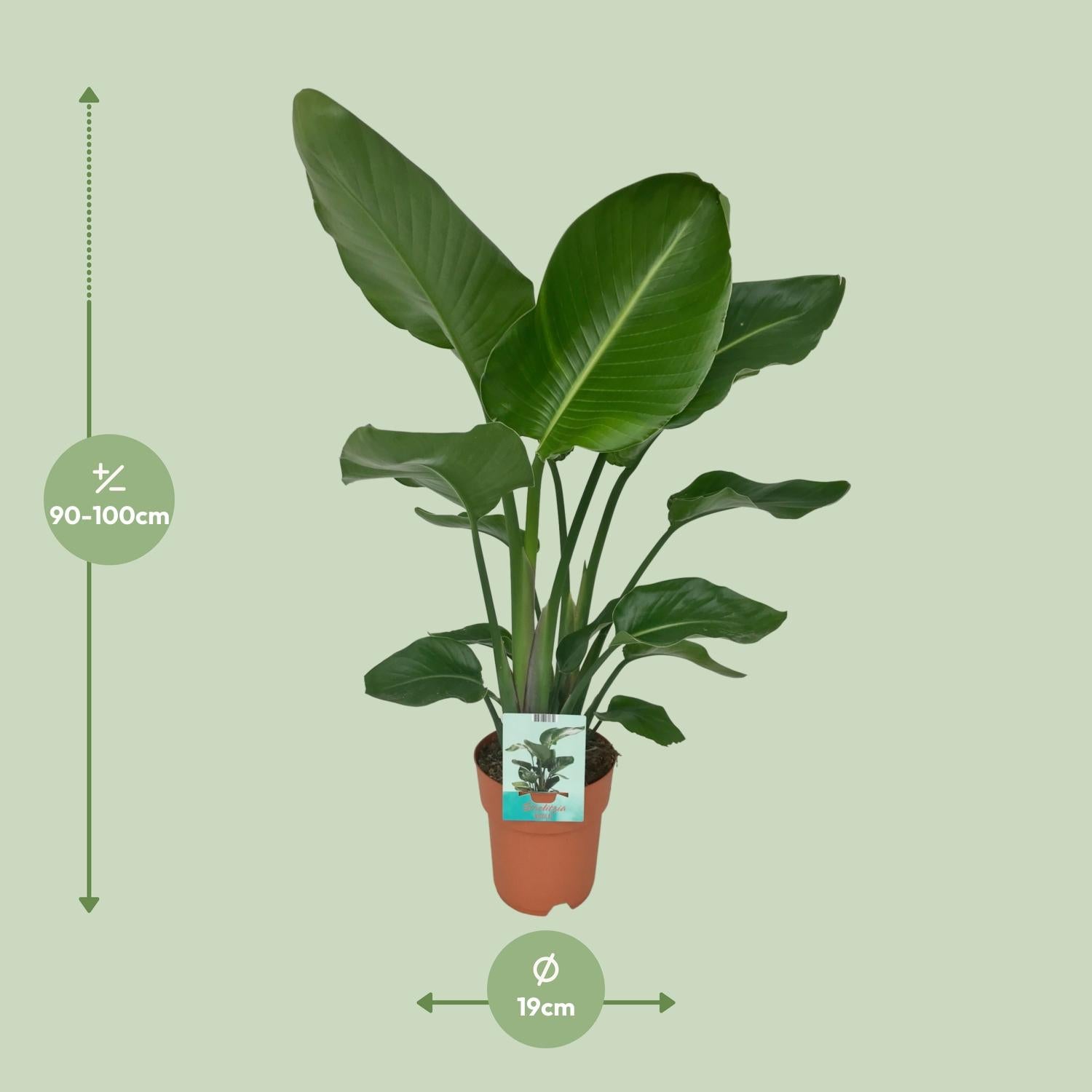 Afmetingen van de volle Strelitzia nicolai paradijsvogelplant voor een lichte plek - deze plant is 90 cm hoog en 19 cm breed.
