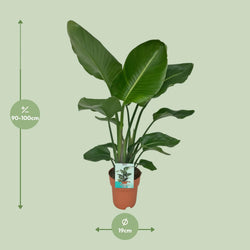 Afmetingen van de volle Strelitzia nicolai paradijsvogelplant voor een lichte plek - deze plant is 90 cm hoog en 19 cm breed.