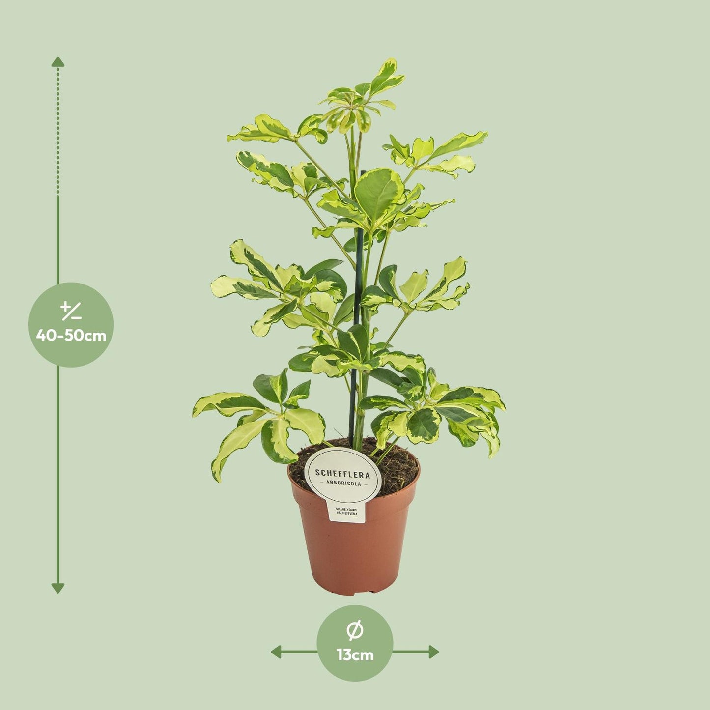 Afmetingen en maattabel van de Schefflera vingerplant Mila - hoogte 45cm en potmaat Ø13cm.