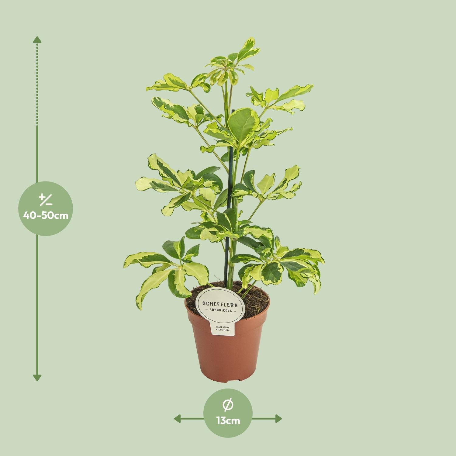 Afmetingen en maattabel van de Schefflera vingerplant Mila - hoogte 45cm en potmaat Ø13cm.