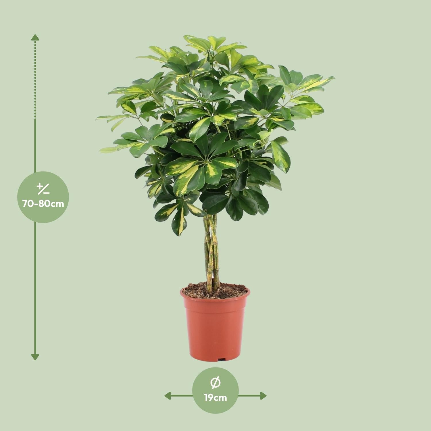 Afmetingen Vingerplant Mila Schefflera Gold Capella 80cm