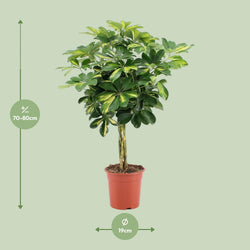 Afmetingen Vingerplant Mila Schefflera Gold Capella 80cm