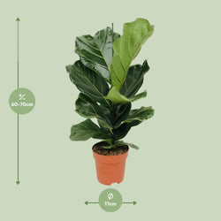 Afmetingen van de Ficus lyrata vioolbladplant voor indirect licht - deze plant is 70 cm hoog en 17 cm breed.