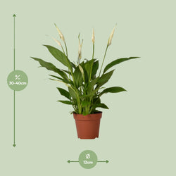 Afmetingen van de Spathiphyllum Cupido vredeslelie voor schaduwrijke plekken - deze plant is 40 cm hoog en 12 cm breed.